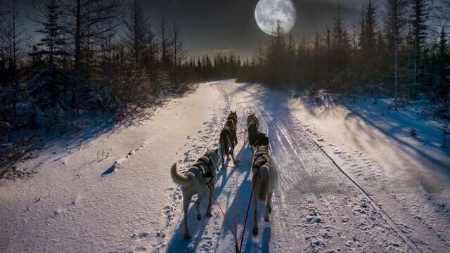 Sortie nocturne avec chiens de traineaux