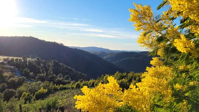 Balades Guidées: Tanneron, le mimosa et les plantes à parfum du Massif