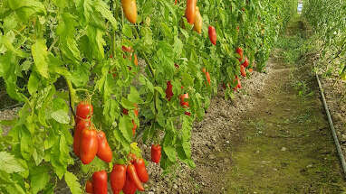 Production Gérard Beynet