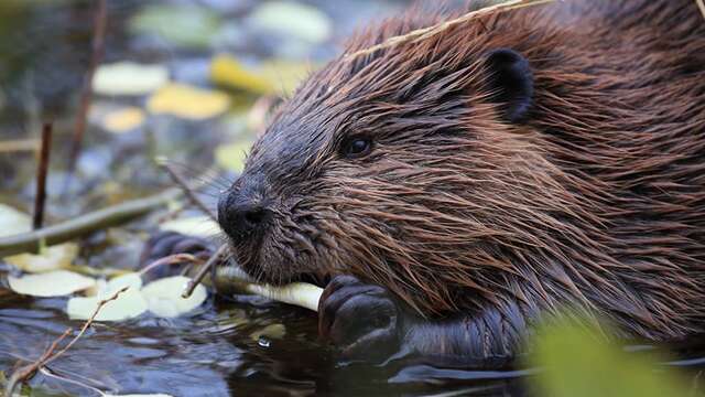 Sur les traces du castor