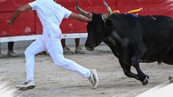 Féria du Riz - Course Camarguaise