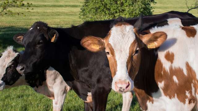 De ferme en ferme - La ferme des Fougères