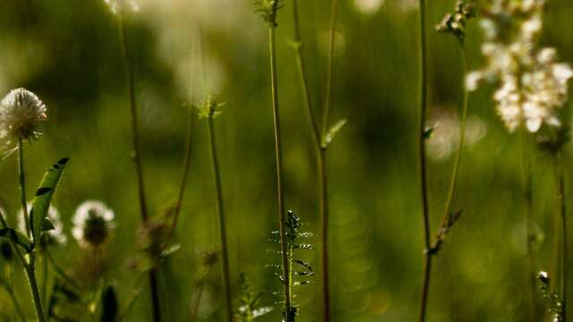 Les Mardis Plantes & Santé - Les Échappées Estivales