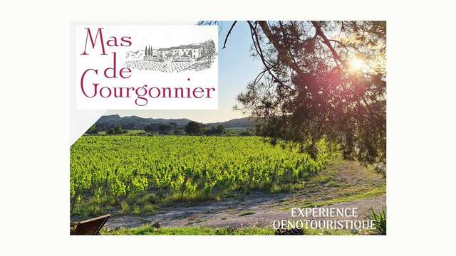 Visite d'un domaine viticole - Mas de Gourgonnier
