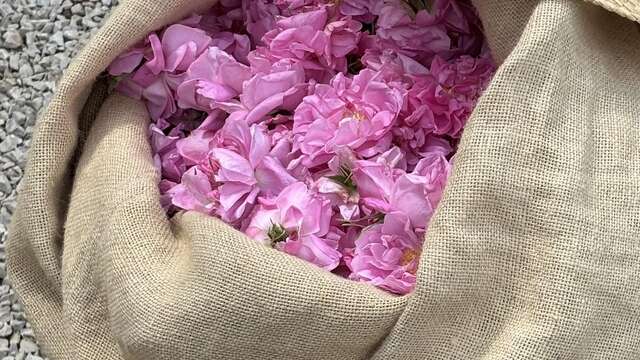 Domaine de la Dame: visita, raccolta di rose centifolia e sessione di olfatto