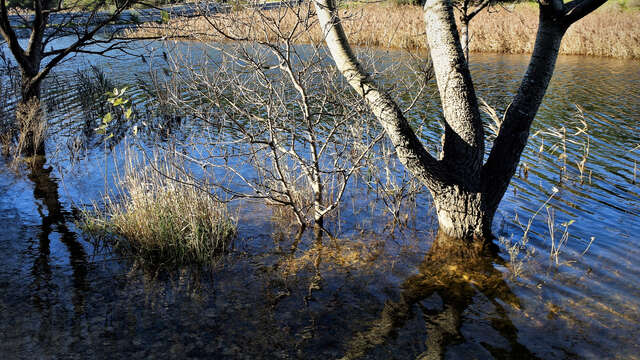 Sentier botanique La Roselière