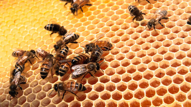 Atelier à la découverte du monde des abeilles