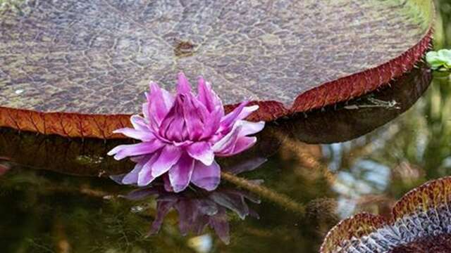 Secret des jardins botaniques: cultiver et préserver la flore exotique