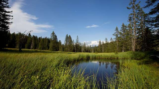 Peat bog nature reserve