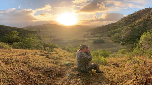 Observation nocturne des cerfs sur une propriété calédonienne - Elevage La Couridière