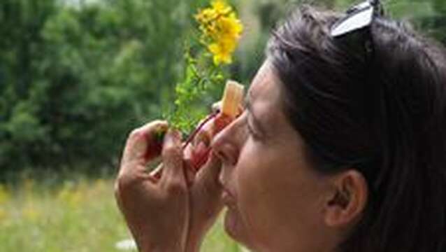 Demi-journée reconnaissance de plantes avec Anne MERRY