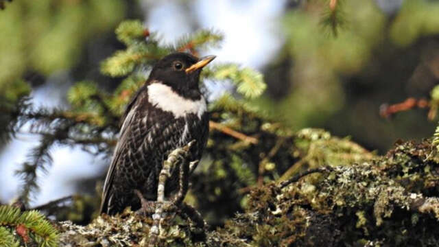 Biodiversité en Vallée Verte