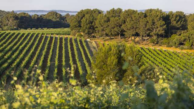 Moments suspendus de dégustation au coeur des vignes : les mardis Figuière