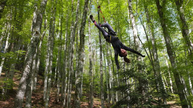 Grimpe d'arbres