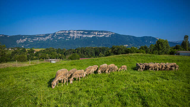La Bergerie des hauts du lac