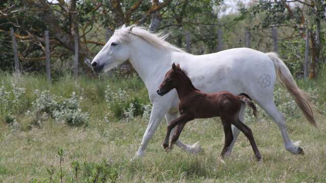 Mas de la Cure - Maison du Cheval Camargue