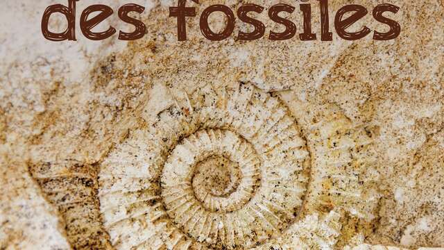Découverte des fossiles