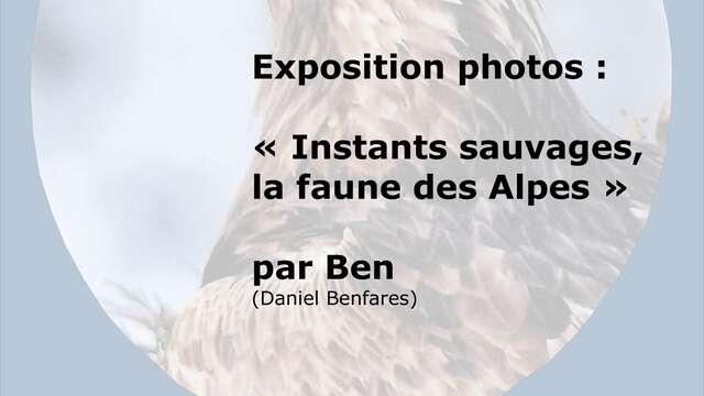 Exposition photos : Instants sauvages, la faune des Alpes