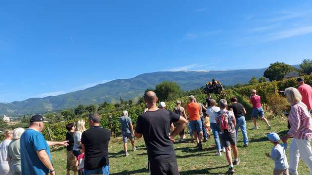 Festival Ventoux Saveurs : Vendanges de notre parcelle pédagogique VMV