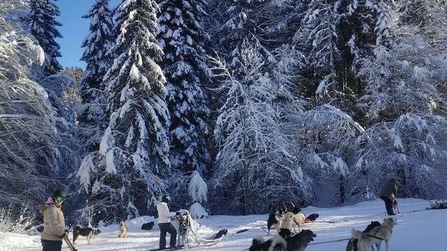 Sled dogs