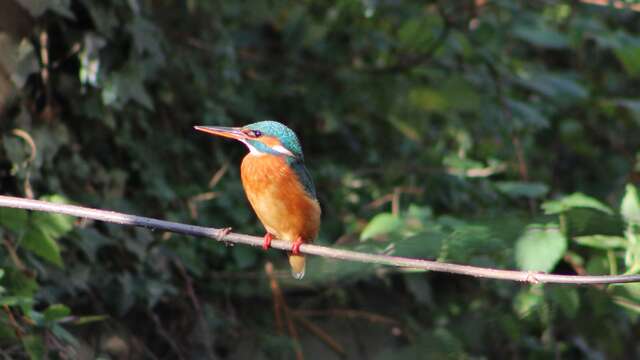 Visites commentées des canaux