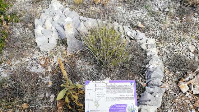 Les Graves - Sur le chemin des plantes de la Montagne de Lure