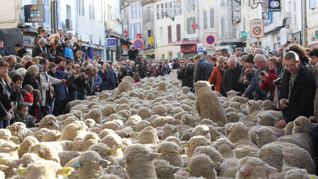 Party of shepherds and the Traditions in Istres