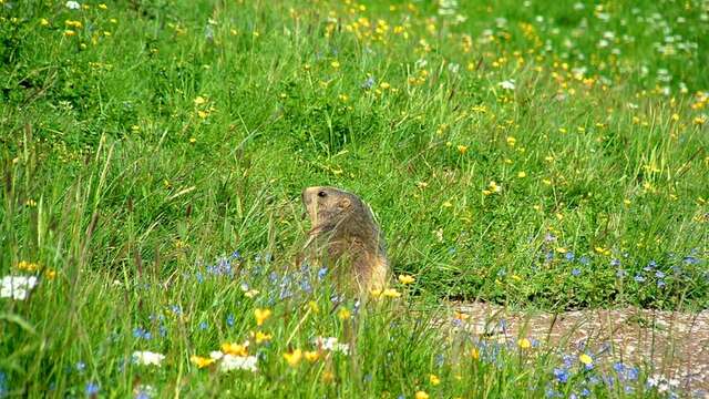 Randonnée 1/2 journée - Marmottes