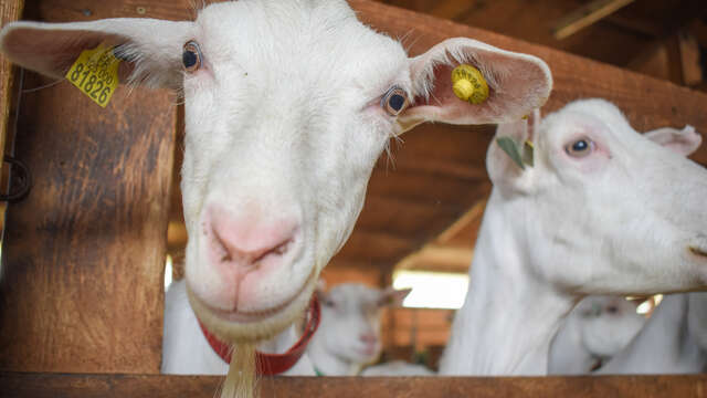 Rencontre à la ferme du Bois Noir