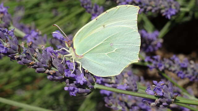 Conférence environnement : "Lavandes d’ici et d’ailleurs  "