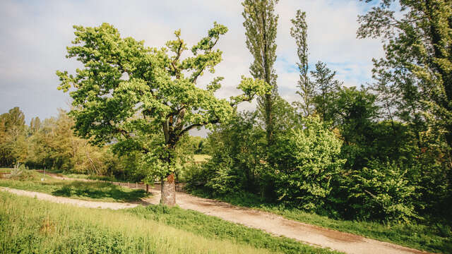 The banks of the river Foron