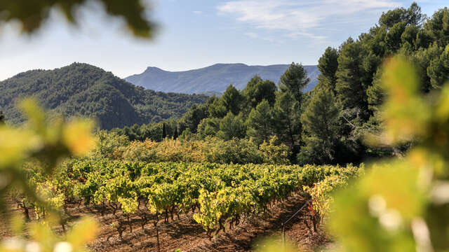 Les vignerons du Garlaban