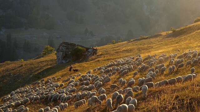 Apéro-discussion : le pastoralisme