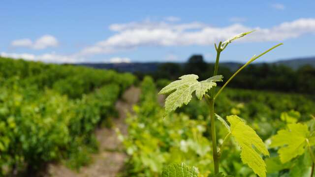 Domaine Font Alba - Sentier Vigneron