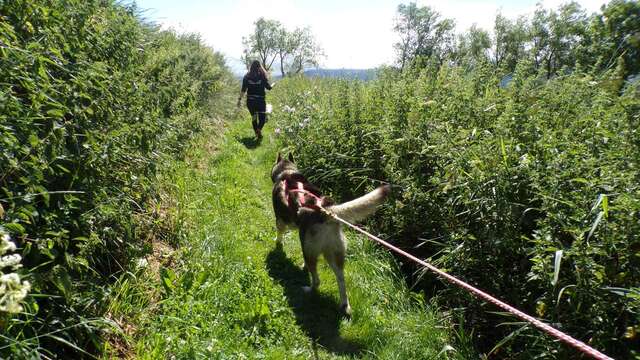 Cani marche avec Husky Evasion