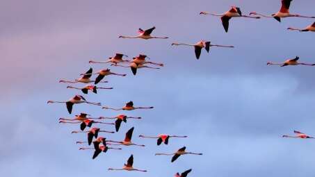 Visite guidée pour les vacances d'hiver - Parc ornithologique du Pont de Gau
