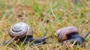Course d'escargots (4 à 7 ans)