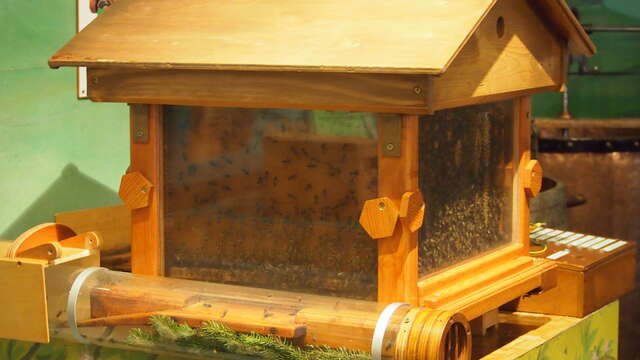 Le monde secret des abeilles