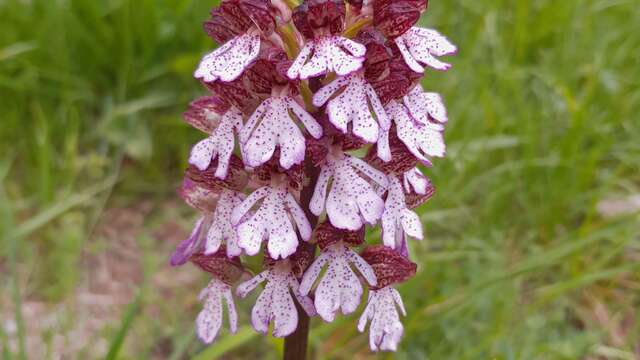 Les orchidées sauvages des vallées de la Roya et de la Bévéra