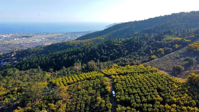 L’Or Jaune de la Côte d'Azur : immersion autour du mimosa