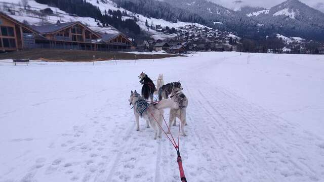 Mushing en sledehonden Bernex