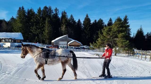 Between heaven and earth - Ski-joëring and sleeding pony