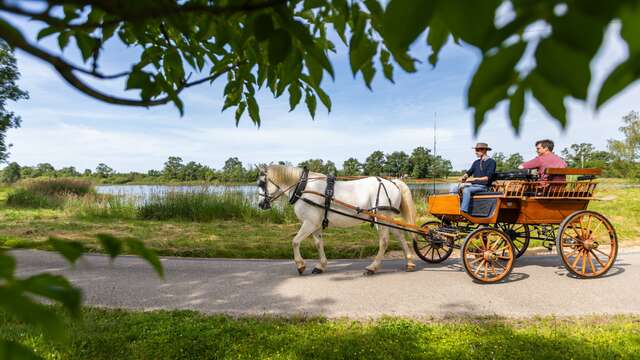 Les étangs de la Dombes, le temps d'une visite en calèche