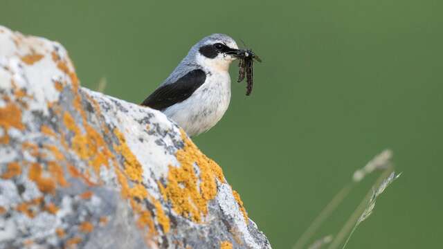 Sorties ornithologiques / à l’écoute des chants d’oiseaux