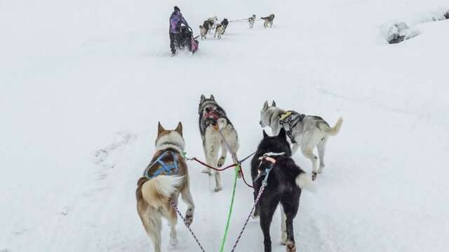 Chiens de traîneau randonnée aventure - Alpi Traineau