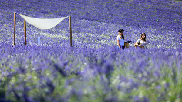 Visit Lavender field in Aix en Provence