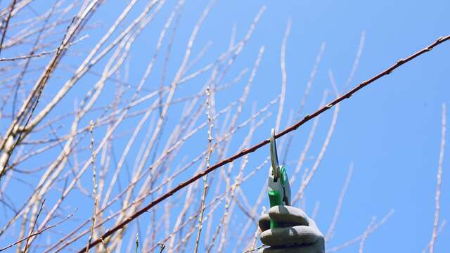 Stage "La taille douce des arbres fruitiers à noyaux"