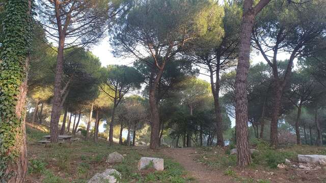 The pine forest in La Turbie