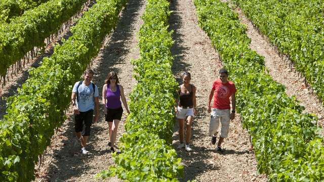 Sentier vigneron au Caveau de Beaumont du Ventoux