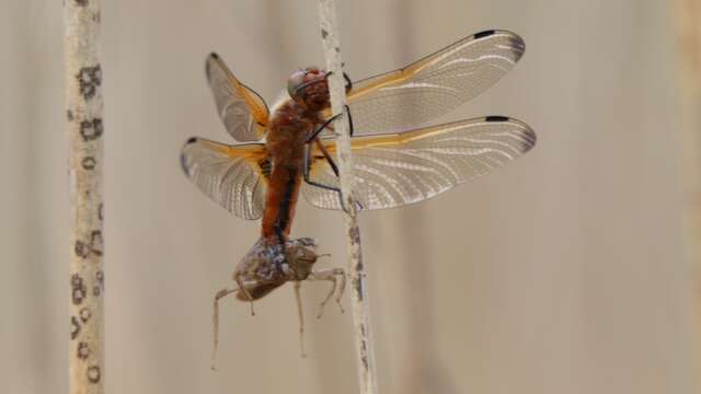 Animation nature : Pas si bêtes ces petites bêtes